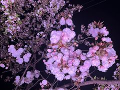 -西北湖绿化广场