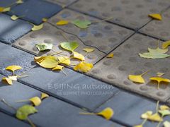 -三里屯东五街银杏大道