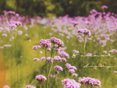 -上海滨江森林公园