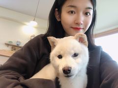 -柴犬小屋·柴餐厅·狗咖食堂(金鼎广场店)