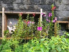 -广西壮族自治区药用植物园