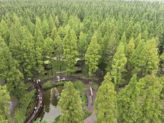 -黄海国家森林公园