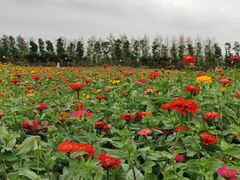 -荷兰花海