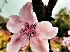 -南汇桃花村