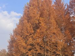 -白鹭湾湿地公园