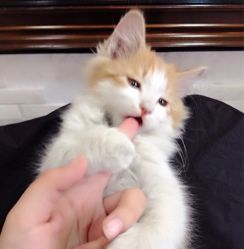 店里的小猫7-DIMPLE日本美发沙龙