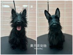 -FAELING PETS美天灵宠物(合生汇店)