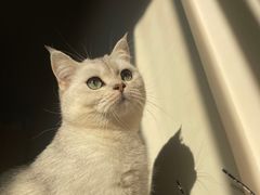 -1013 PET SHOP 宠物商店(近铁城市广场店)