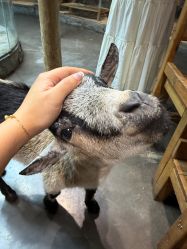 -Zoolung Zoolung动物主题公园(海信广场店)