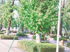 -百林公园-两江幸福广场