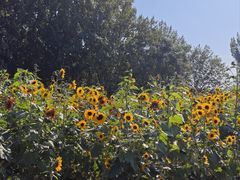 -汉长安城未央宫国家考古遗址公园