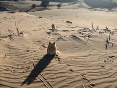 -库伦旗银沙湾旅游景区