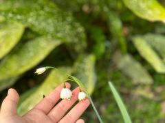 -上海辰山植物园