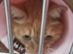 -瑞派福兴宠物医院犬猫全科·骨科·中西医结合(河东店)