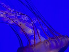 -上海海洋水族馆