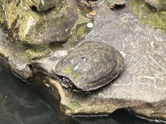 -普陀山风景名胜区-法雨禅寺