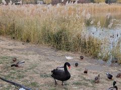 -朝阳公园