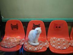 -猫咪博物馆(顶澳仔猫街店)