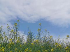 -光明小镇欢乐田园