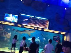 -烟台海昌鲸鲨海洋公园