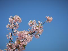 -新江湾城公园