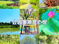 -合肥滨湖国家森林公园