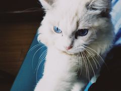 -Bastet sally猫舍购宠(静安店)