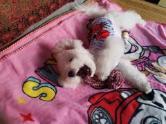 -翊宠yipet猫狗购宠庄园犬舍•猫舍