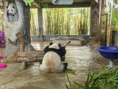 -海南热带野生动植物园