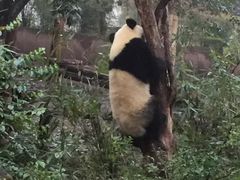 -成都大熊猫繁育研究基地