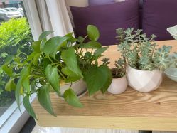 -SILKTONE诗丽堂美容