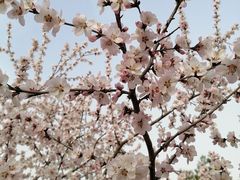 -大兴滨河森林公园