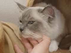 -喵喵咪呀布偶猫咖(春熙路店)
