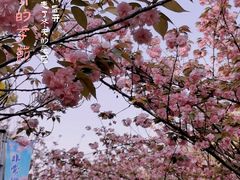 -高东镇樱花园