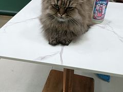 -安格丽娜·狗咖·猫咖羊驼咖(春熙路百盛商场店)