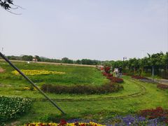 -苏州太湖西山岛开心农场