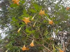 -西双版纳原始森林公园