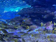 -海合安武汉极地海洋公园