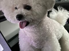 -小呆的宠物店·宠物售卖·宠物寄养(城西店)