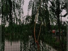 -同銮特种养殖场·龙虾垂钓