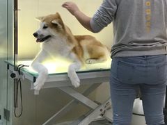 -momokira米努特·德文卷毛猫·棉花面纱犬