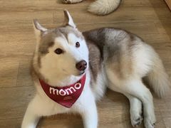 -Husky Go! 哈士奇体验馆·宠物咖啡厅狗咖