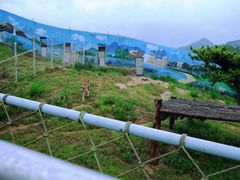 -西霞口神雕山野生动物世界