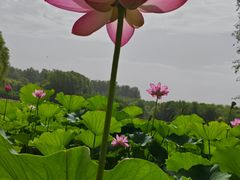 -东郊湿地公园