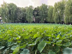 -四川大学(望江校区)