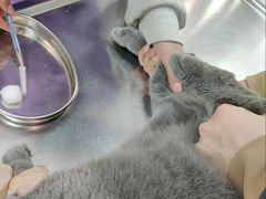 -中农大我爱我爱动物医院·核磁CT·猫病·24小时夜诊中心(石佛营店)