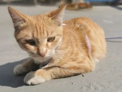 -宠物星动物医院·眼科·异宠·猫科(江南大道总院)