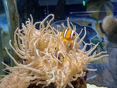 -太平洋海底世界