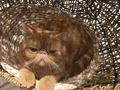 -飞行喵MR PILOT|猫舍·猫咖(静安大融城店)