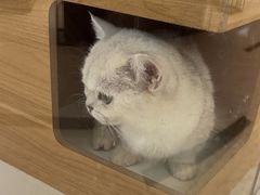 -1013 PET SHOP精品宠物商店(丁香店)